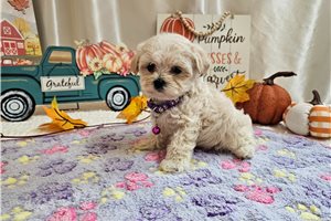 Bella - puppy for sale