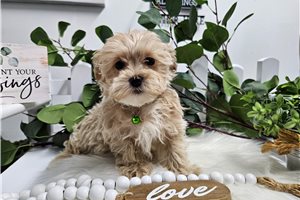Rover - puppy for sale