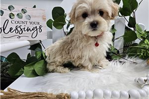 Rocky - Malti Poo - Maltipoo for sale