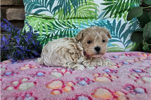 Precious - Malti Poo - Maltipoo for sale