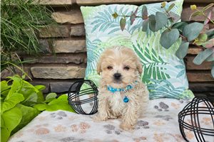 London - Malti Poo - Maltipoo for sale