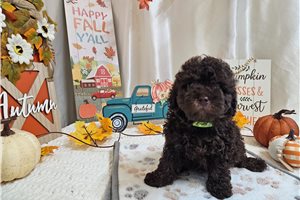 Mocha - Poodle, Miniature for sale