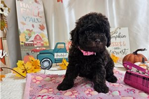 Maisley - puppy for sale