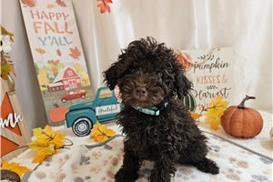 Micah - Miniature Poodle for sale