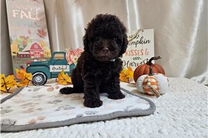 Micah - puppy for sale