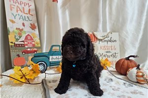 Morken - puppy for sale