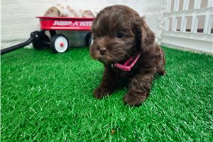 Bella - puppy for sale