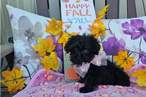 Kendra - Yorkiepoo for sale