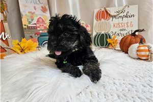 Kyler - puppy for sale