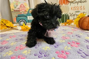 Kendra - Yorkiepoo for sale