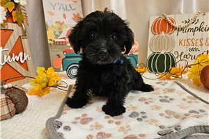 Kade - Yorkiepoo for sale
