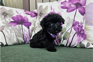 Kimmy - Yorkiepoo - Yorkie Poo for sale
