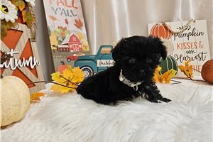Kendra - Yorkiepoo - Yorkie Poo for sale