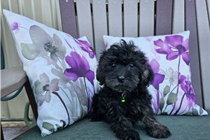Kyler - Yorkiepoo for sale