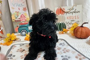 Kyle - Yorkiepoo for sale