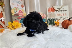 Kade - Yorkiepoo - Yorkie Poo for sale