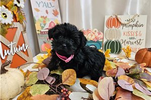Kailey - Yorkiepoo - Yorkie Poo for sale