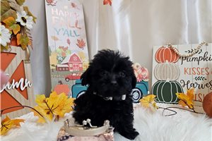 Kayla - Yorkiepoo - Yorkie Poo for sale