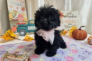 Kayla - Yorkiepoo for sale