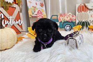 Kimmy - Yorkiepoo - Yorkie Poo for sale