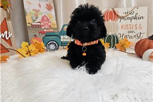 Korey - Yorkiepoo - Yorkie Poo for sale