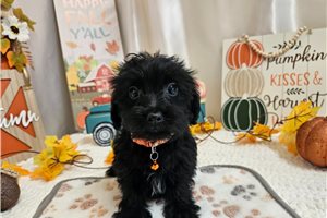 Korey - Yorkiepoo for sale