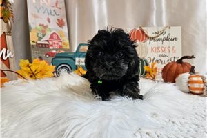 Kyler - Yorkiepoo for sale