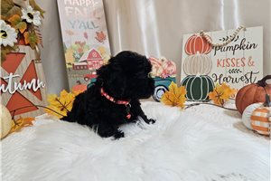 Kyle - puppy for sale