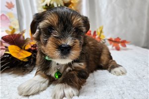 Ruger - puppy for sale