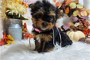 Rosebud - puppy for sale