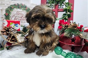 Remi - Yorkshire Terrier - Yorkie for sale