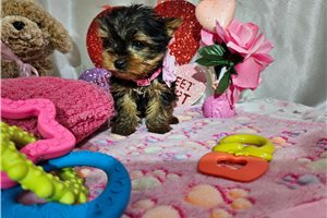 Maisley - Yorkshire Terrier - Yorkie for sale