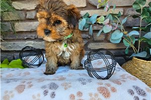 Zuma - Yorkshire Terrier - Yorkie for sale