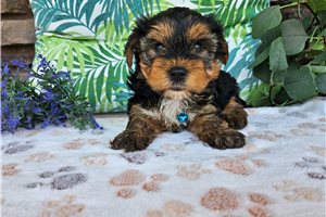 Zack - Yorkshire Terrier - Yorkie for sale
