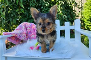 Pearl - Yorkshire Terrier - Yorkie for sale