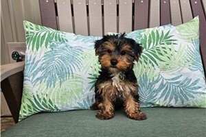Zack - Yorkshire Terrier - Yorkie for sale