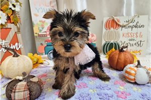 Dora - Yorkie for sale