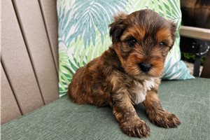 Zuma - Yorkshire Terrier - Yorkie for sale