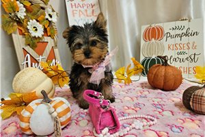 Daisy, a Yorkie puppy