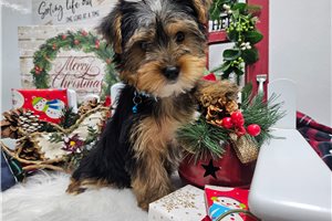 Ranger - Yorkshire Terrier - Yorkie for sale