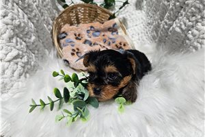 Mason - Yorkshire Terrier - Yorkie for sale