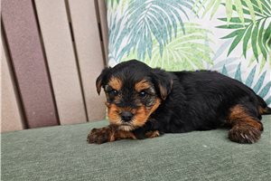 Zack - Yorkshire Terrier - Yorkie for sale