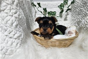 Mario - Yorkshire Terrier - Yorkie for sale