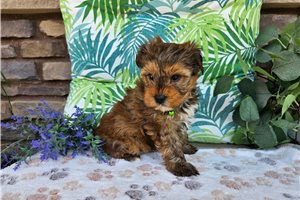 Zuma - Yorkshire Terrier - Yorkie for sale