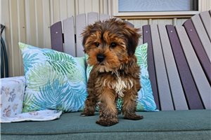 Zuma - Yorkshire Terrier - Yorkie for sale