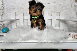 Teddy - Yorkshire Terrier - Yorkie for sale