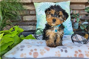 Zack - Yorkshire Terrier - Yorkie for sale