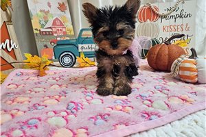 Daisy - Yorkie for sale