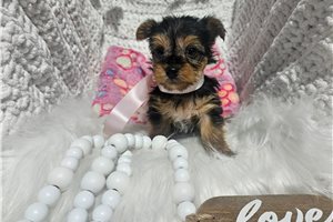 Pearl - puppy for sale