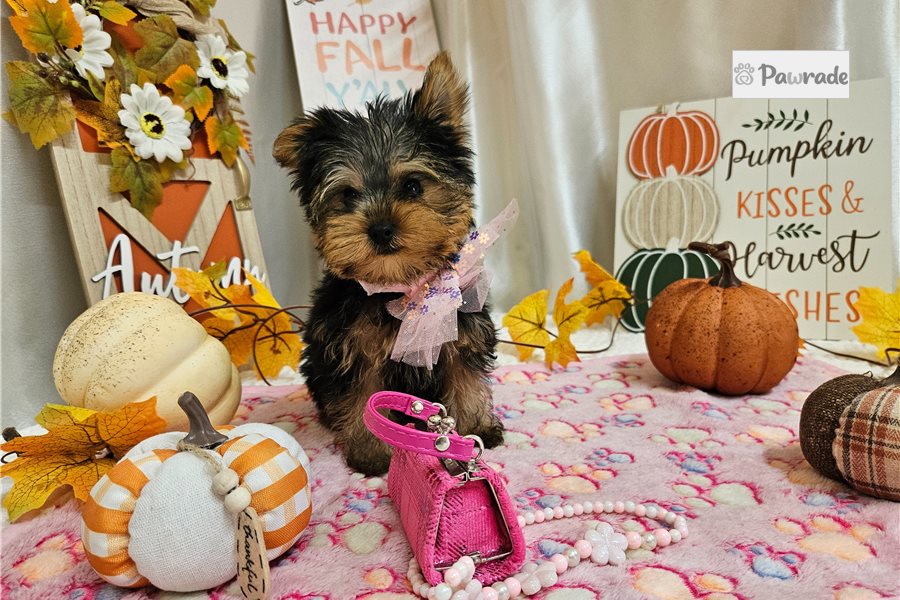 Daisy - Yorkshire Terrier for sale